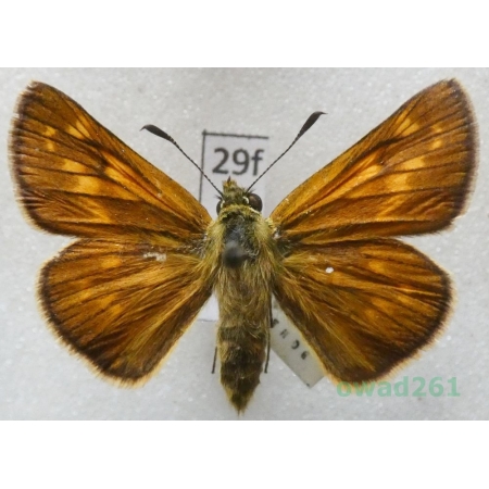Ochlodes sylvanus (Esper, 1777) Czech29f